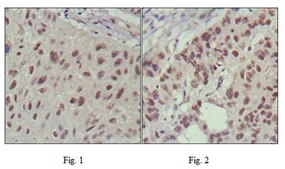 Anti-ISL1 Antibody, clone 1H9 ascites fluid, clone 1H9, from mouse