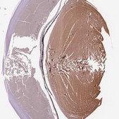 Anti-BFSP1 antibody produced in rabbit Prestige Antibodies&#174; Powered by Atlas Antibodies, affinity isolated antibody, buffered aqueous glycerol solution