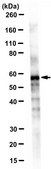 Anti-BACE1 Antibody, clone 3D5