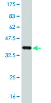 ANTI-ELF3 antibody produced in mouse clone 1C1, purified immunoglobulin, buffered aqueous solution
