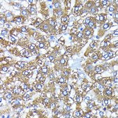 Anti-ATG3 antibody produced in rabbit