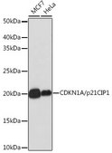Anti- CDKN1A/p21CIP1 antibody produced in rabbit
