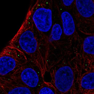 Anti-ST3GAL5 antibody produced in rabbit Prestige Antibodies&#174; Powered by Atlas Antibodies, affinity isolated antibody