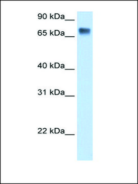 Anti-LSR antibody produced in rabbit affinity isolated antibody