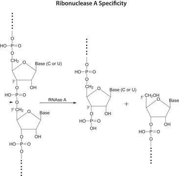 Ribonuclease A from bovine pancreas for molecular biology, &#8805;70&#160;Kunitz units/mg protein, lyophilized