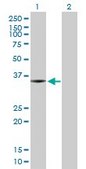 Anti-SNX11 antibody produced in rabbit purified immunoglobulin, buffered aqueous solution