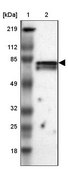 Anti-CCDC22 antibody produced in rabbit Prestige Antibodies&#174; Powered by Atlas Antibodies, affinity isolated antibody, buffered aqueous glycerol solution