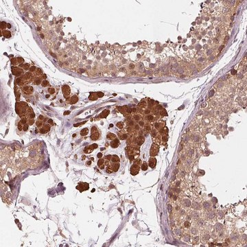 Anti-ZNF471 antibody produced in rabbit Prestige Antibodies&#174; Powered by Atlas Antibodies, affinity isolated antibody, buffered aqueous glycerol solution