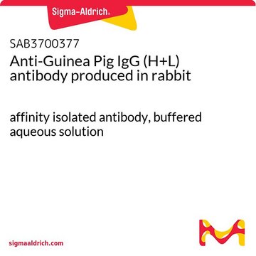 Anti-Guinea Pig IgG (H+L) antibody produced in rabbit affinity isolated antibody, buffered aqueous solution