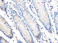 Anti-MUC2 antibody produced in rabbit
