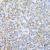 Anti-Cytochrome C antibody produced in rabbit
