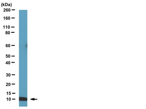 Anti-BAF (BANF1) Antibody serum, from rabbit