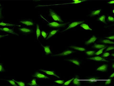 Anti-DGKZ antibody produced in rabbit purified immunoglobulin, buffered aqueous solution