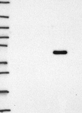 Anti-STAU1 antibody produced in rabbit Prestige Antibodies&#174; Powered by Atlas Antibodies, affinity isolated antibody, buffered aqueous glycerol solution