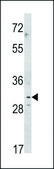 ANTI-CNOT8 (C-TERM) antibody produced in rabbit IgG fraction of antiserum, buffered aqueous solution