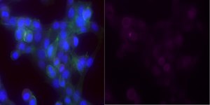 Anti-Laminin-5 Antibody (&#947;2 chain), clone D4B5, Alexa Fluor&#8482; 647 Conjugate clone D4B5, from mouse, ALEXA FLUOR&#8482; 647
