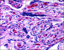 Anti-ADCYAP1R1 antibody produced in rabbit affinity isolated antibody