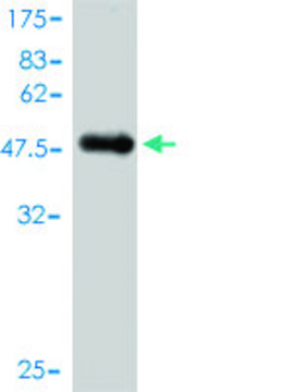 Monoclonal Anti-NUDT3 antibody produced in mouse clone 3C5, purified immunoglobulin, buffered aqueous solution