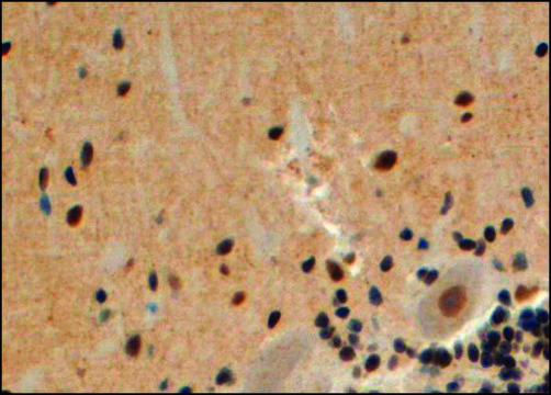 Anti-Arrestin &#946;2 antibody produced in goat affinity isolated antibody, buffered aqueous solution