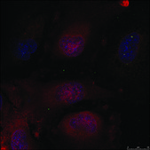 Anti-JUND (Ab-255) antibody produced in rabbit affinity isolated antibody