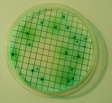 Pseudomonas Broth