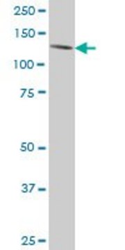 ANTI-ERN1 antibody produced in mouse clone 4D12, purified immunoglobulin, buffered aqueous solution