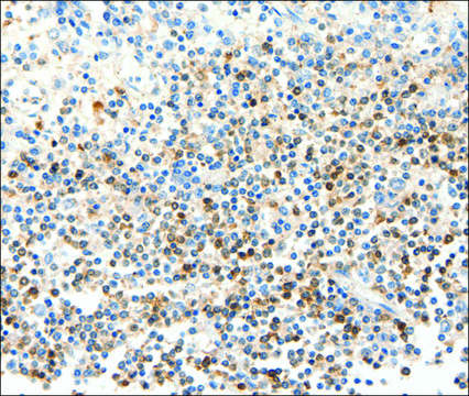 Anti-FAM3A antibody produced in rabbit affinity isolated antibody