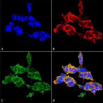 Monoclonal Anti-O-GalNAC-Horseradish Peroxidase antibody produced in mouse clone 9B9