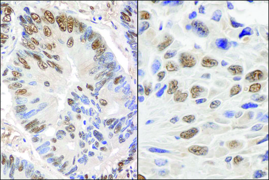 Rabbit anti-GAPDH Antibody, Affinity Purified Powered by Bethyl Laboratories, Inc.