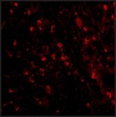 Anti-VISA (ab2) antibody produced in rabbit affinity isolated antibody, buffered aqueous solution