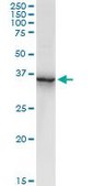Anti-ANXA2 antibody produced in rabbit purified immunoglobulin, buffered aqueous solution