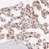 Monoclonal Anti-Cd34 Antibody Produced In Mouse Prestige Antibodies&#174; Powered by Atlas Antibodies, clone CL14579, affinity isolated antibody, buffered aqueous glycerol solution