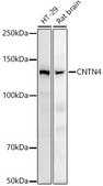 Anti-CNTN4 Antibody, clone 9Q7X9, Rabbit Monoclonal