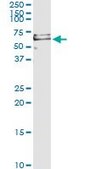 Monoclonal Anti-PRF1, (C-terminal) antibody produced in mouse clone 3B4, purified immunoglobulin, buffered aqueous solution