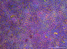Millicell&#174; 24 well hanging cell culture inserts pore size 0.4&#160;&#956;m, clear PET membrane, diam. 6.5&#160;mm, Tissue Culture (TC)-treated surface, sterile