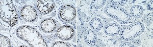 Anti-ATG16L Antibody, clone 1I5 ZooMAb&#174; Rabbit Monoclonal recombinant, expressed in HEK 293 cells