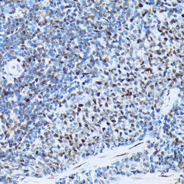 Anti-Histone H3 antibody produced in rabbit