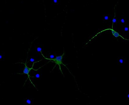 Anti-MAP2, Alexa Fluor&#8482; 488 Conjugate Antibody from rabbit, ALEXA FLUOR&#8482; 488