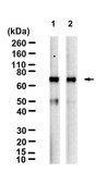 Anti-TRIM25 Antibody, clone 1B8 ZooMAb&#174; Rabbit Monoclonal recombinant, expressed in HEK 293 cells