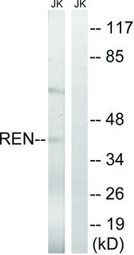 Anti-REN antibody produced in rabbit affinity isolated antibody