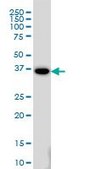Monoclonal Anti-MEOX2 antibody produced in mouse clone 6A5, purified immunoglobulin, buffered aqueous solution