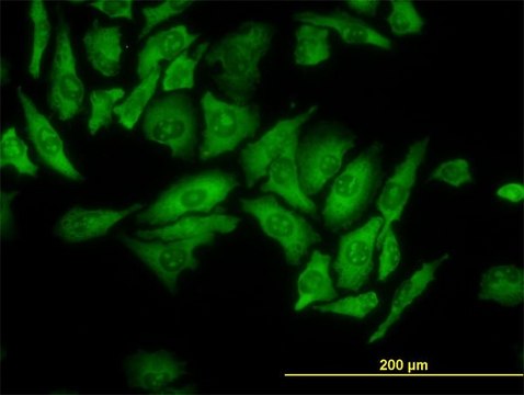 Monoclonal Anti-RPL4 antibody produced in mouse clone 4A3, purified immunoglobulin, buffered aqueous solution