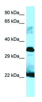 Anti-GH1 (C-terminal) antibody produced in rabbit affinity isolated antibody