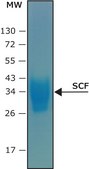 Stem Cell Factor human SCF, recombinant, expressed in HEK 293 cells, suitable for cell culture