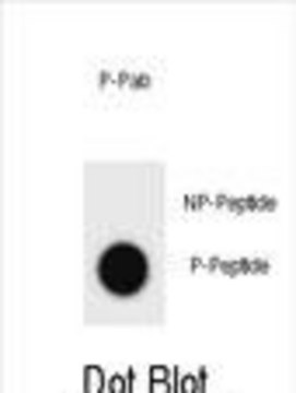Anti-phospho-mouse TSC1(S555) antibody produced in rabbit affinity isolated antibody, buffered aqueous solution