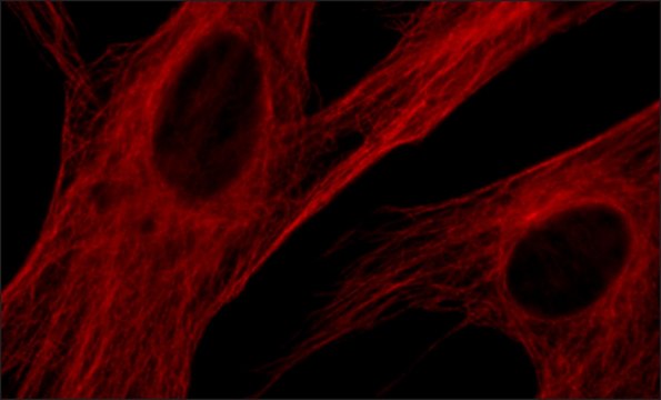 Anti-&#946;-tubulin antibody, Mouse monoclonal clone 2-28-33, purified from hybridoma cell culture