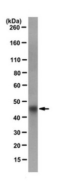 Anti-S&#8226;Tag fusion protein Antibody clone 26A4.1.2, from mouse