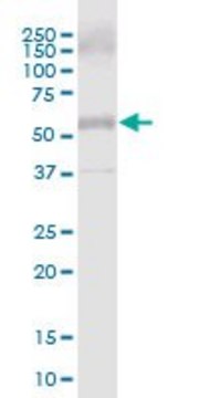 Anti-COL25A1 antibody produced in mouse purified immunoglobulin, buffered aqueous solution