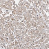 Anti-TEFM antibody produced in rabbit Prestige Antibodies&#174; Powered by Atlas Antibodies, affinity isolated antibody, buffered aqueous glycerol solution