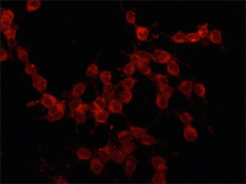 Anti-E-Selectin (CD62E) antibody, Mouse monoclonal clone 1.2B6, purified from hybridoma cell culture